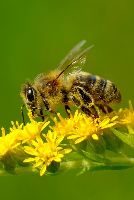 Le api, fondamentali per l’equilibrio della natura. Perché proteggerle è una responsabilità di tutti