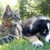Adoptarea unui animal de companie: un gest de iubire care presupune responsabilitate, grijă și respect Adoptarea unui animal de companie: un gest de iubire care presupune responsabilitate, grijă și respect