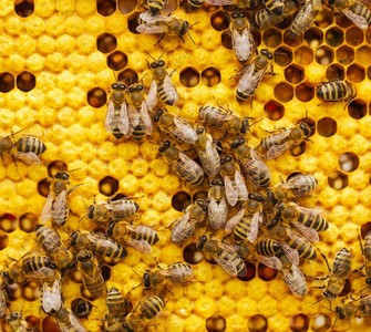 A Day in the Life of a Beekeeper A Day in the Life of a Beekeeper