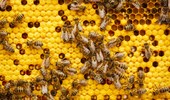 A Day in the Life of a Beekeeper