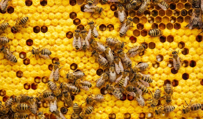 A Day in the Life of a Beekeeper A Day in the Life of a Beekeeper