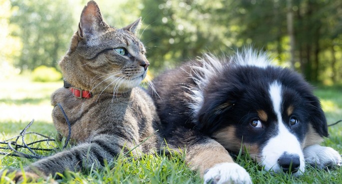 Adopting a Pet: An Act of Love That Requires Responsibility, Care and Respect