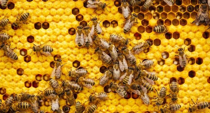 O zi în lumea unui apicultor O zi în lumea unui apicultor