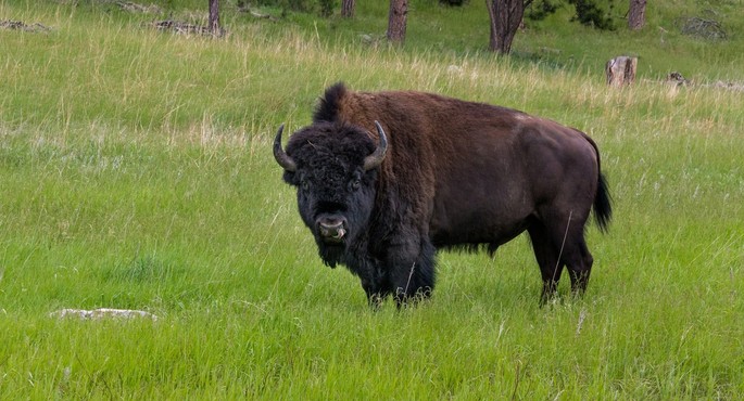The Hațeg Bison Reserve The Hațeg Bison Reserve
