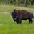 The Hațeg Bison Reserve