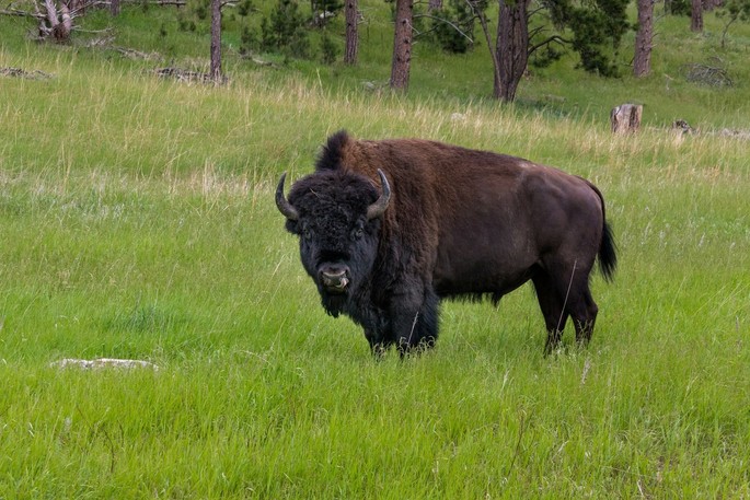 The Hațeg Bison Reserve The Hațeg Bison Reserve