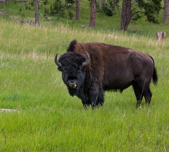 The Hațeg Bison Reserve The Hațeg Bison Reserve