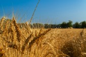 Tradizioni romene della mietitura: rituali e credenze legati al raccolto del grano Tradizioni romene della mietitura: rituali e credenze legati al raccolto del grano