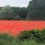 Field of Red Poppies