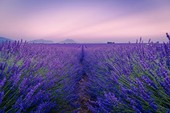 La stagione della lavanda: spettacolari campi da ammirare in Romania