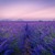 Lavender Season: Spectacular Fields to Admire in Romania