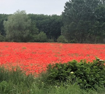Field of Red Poppies