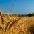 Romanian Reaping Traditions: The Rituals and Beliefs Surrounding the Wheat Harvest