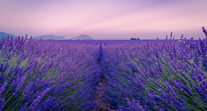 Lavender Season: Spectacular Fields to Admire in Romania Lavender Season: Spectacular Fields to Admire in Romania