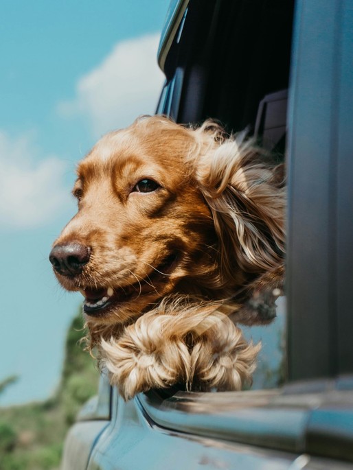 Where to Go on Holiday with Your Dog? Romania's Best Pet-Friendly Destinations Where to Go on Holiday with Your Dog? Romania's Best Pet-Friendly Destinations