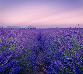 Lavender Season: Spectacular Fields to Admire in Romania
