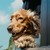Where to Go on Holiday with Your Dog? Romania's Best Pet-Friendly Destinations