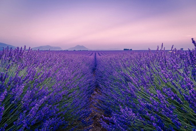 Lavender Season: Spectacular Fields to Admire in Romania