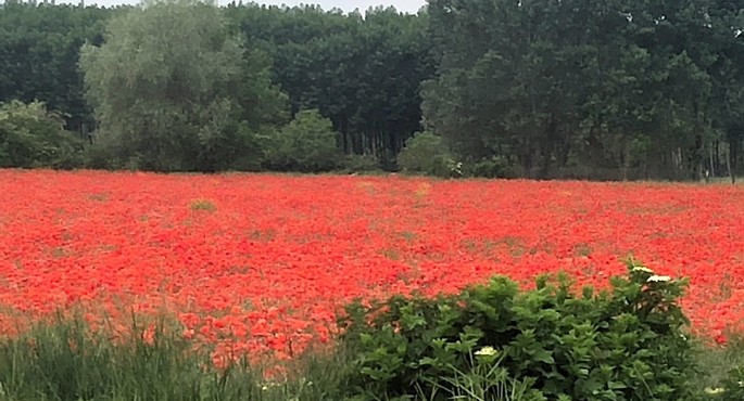 Field of Red Poppies