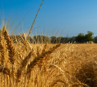 Romanian Reaping Traditions: The Rituals and Beliefs Surrounding the Wheat Harvest Romanian Reaping Traditions: The Rituals and Beliefs Surrounding the Wheat Harvest