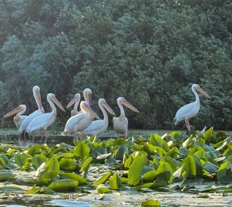 The Danube Delta – One of Europe's Most Spectacular Ecosystems