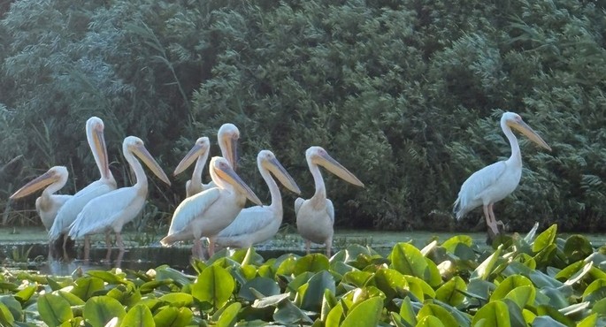 The Danube Delta – One of Europe's Most Spectacular Ecosystems