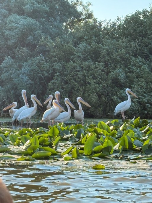 The Danube Delta – One of Europe's Most Spectacular Ecosystems