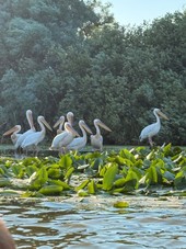 Il Delta del Danubio – Uno degli ecosistemi più spettacolari d'Europa