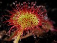 Drosera rotundifolia