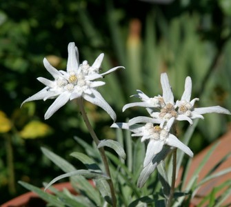 The Edelweiss (Leontopodium alpinum).