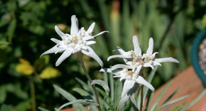 The Edelweiss (Leontopodium alpinum).