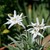 The Edelweiss (Leontopodium alpinum).