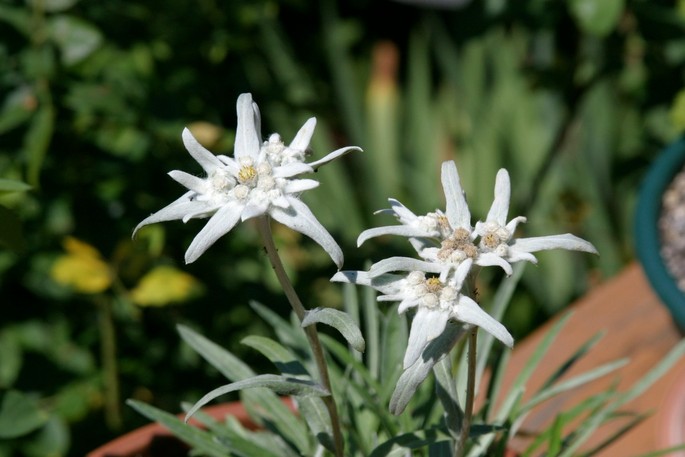 The Edelweiss (Leontopodium alpinum).