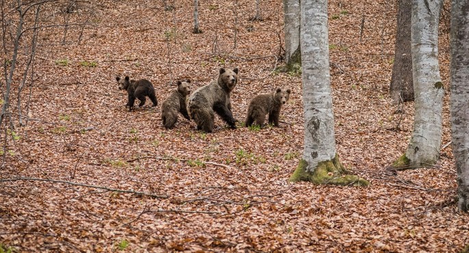 Romania's wildlife: one of the most valuable natural heritage treasures Romania's wildlife: one of the most valuable natural heritage treasures
