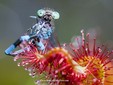 Drosera rotundifolia
