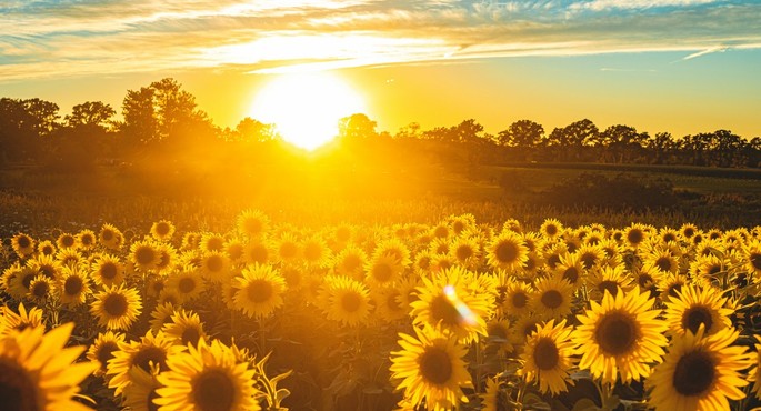Summer in Bloom: Wildflowers That Transform Romania's Landscapes into a Natural Spectacle Summer in Bloom: Wildflowers That Transform Romania's Landscapes into a Natural Spectacle
