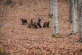 Fauna României – una dintre cele mai valoroase moșteniri naturale