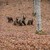 Romania's wildlife: one of the most valuable natural heritage treasures