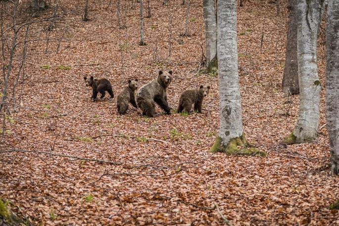 Fauna României – una dintre cele mai valoroase moșteniri naturale