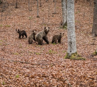 Romania's wildlife: one of the most valuable natural heritage treasures