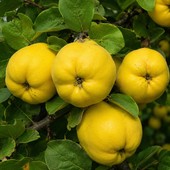 Quinces, the scent of autumn and longing for home Quinces, the scent of autumn and longing for home