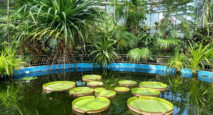The Most Beautiful Botanical Gardens in Romania Worth Visiting The Most Beautiful Botanical Gardens in Romania Worth Visiting