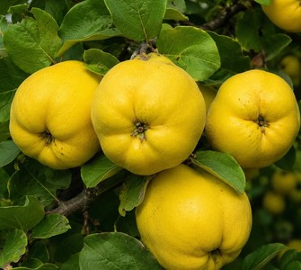 Quinces, the Scent of Autumn and the Longing for Childhood Quinces, the Scent of Autumn and the Longing for Childhood