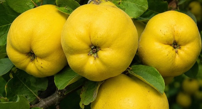 Quinces, the scent of autumn and longing for home