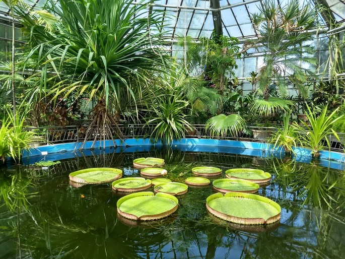The Most Beautiful Botanical Gardens in Romania Worth Visiting