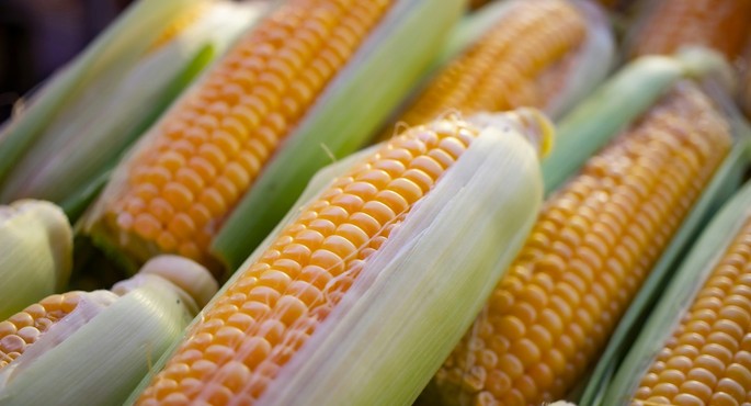 Boiled Corn Season Officially Begins, One of Summer's Most Beloved Snacks Boiled Corn Season Officially Begins, One of Summer's Most Beloved Snacks