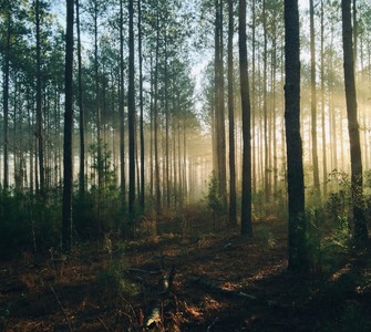 Cernica Forest