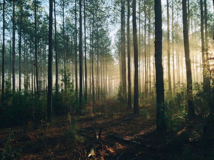 La Foresta di Cernica