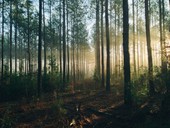 Cernica Forest
