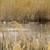 Parco Naturale Văcărești: la storia di come la natura ha riconquistato un progetto abbandonato nel cuore di Bucarest Parco Naturale Văcărești: la storia di come la natura ha riconquistato un progetto abbandonato nel cuore di Bucarest